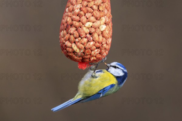 Blue tit hanging upside down from a net full of peanuts, Blue tit (Cyanistes caeruleus), wildlife, Germany