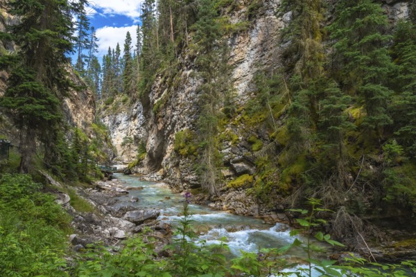 Scenic view of bow river flowing through the lush green moss covered canyon walls of johnston canyon in banff national park, alberta, canada, showcasing nature's beauty and tranquility