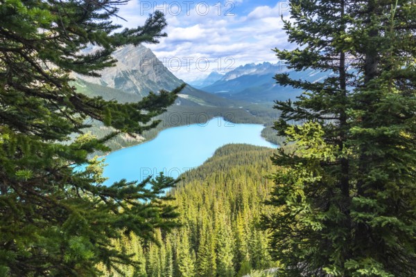 Turquoise peyto lake meanders through a valley, framed by majestic pine trees and mountain peaks in banff national park, alberta, canada, creating a breathtaking natural landscape