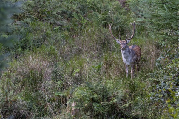 I can observe more and more fallow deer (Dama dama) in the vicinity of the main rutting ground, Germany