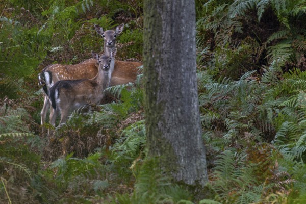 Again and again, small groups move into the sparse oak forest to eat the freshly fallen acorns, here two damas (dama dama) and a calf cannot resist the offer, Germany