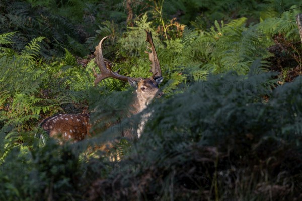 Obscured by the bracken, a strong fallow deer (Dama dama) suddenly stands in front of me, in the end I only manage to take one photo, unfortunately the head is not completely cropped, Germany
