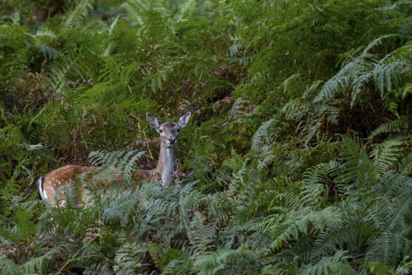 The Dama dama cannot resist the tempting offer of acorns, the upright fern fronds still cover the ground until they are trampled down in the course of a few weeks, Germany