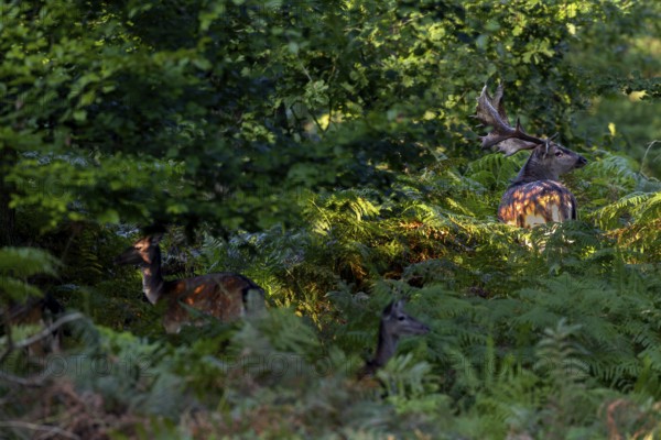 At the end of September, mature fallow deer (Dama dama) seek contact with the fallow deer, the expectation and excitement of the photographer increases, especially when one encounters such a deer, Germany