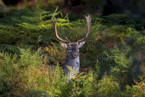 In the early evening, the fallow deer (Dama dama) leaves its daytime hide and moves to a grazing area, Feistzeit, Germany