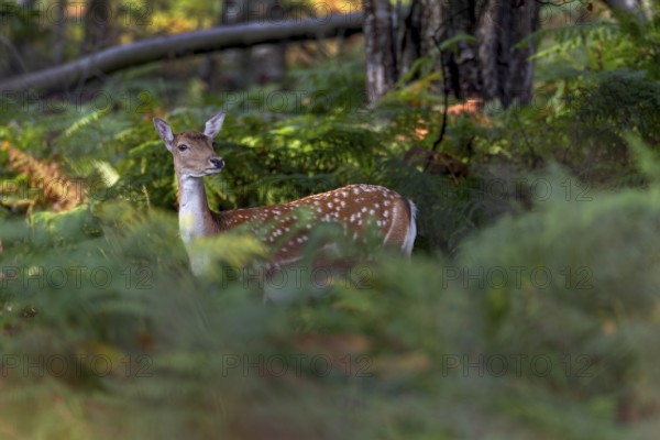 Large stands of bracken provide good cover for this fallow deer (Dama dama) and in quiet areas the fallow deer are active throughout the day, Germany