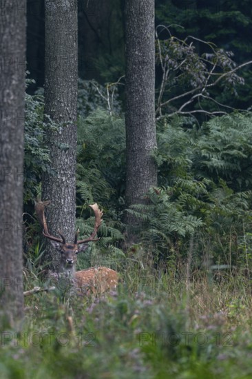 The fallow deer (Dama dama) looks attentively in my direction, then disappears into the jungle of ferns, Feistzeit, Germany