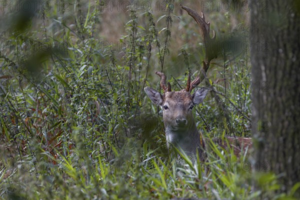 From good cover the fallow deer (Dama dama) looks at the photographer, abnormal, Feistzeit, Germany
