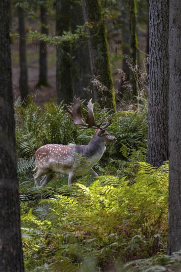 A fallow deer (Dama dama) directly in front of the main rutting site recognisable in the background, due to the high level of rutting activity, only little vegetation will be visible in a short time, Germany