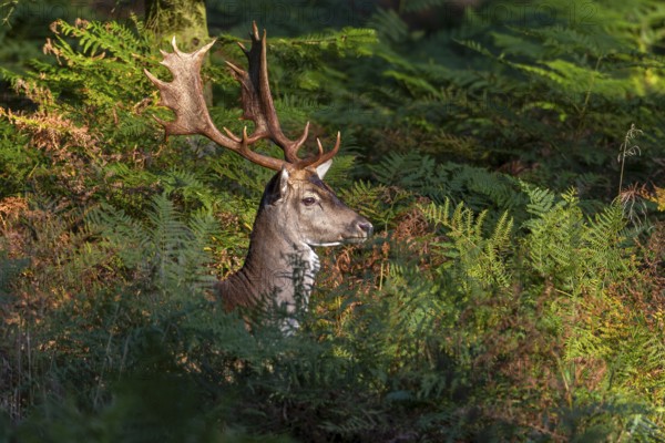 The wait was worth it, a fallow deer (Dama dama) takes advantage of a game crossing in the bracken in the evening, Feistzeit, Germany
