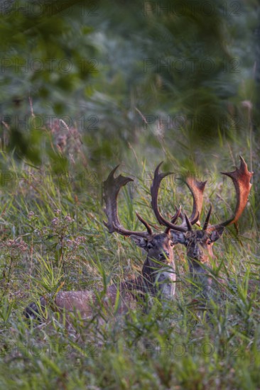 The antlers of the fallow deer (Dama dama) glow in the light of the rising sun, Feistzeit, Germany