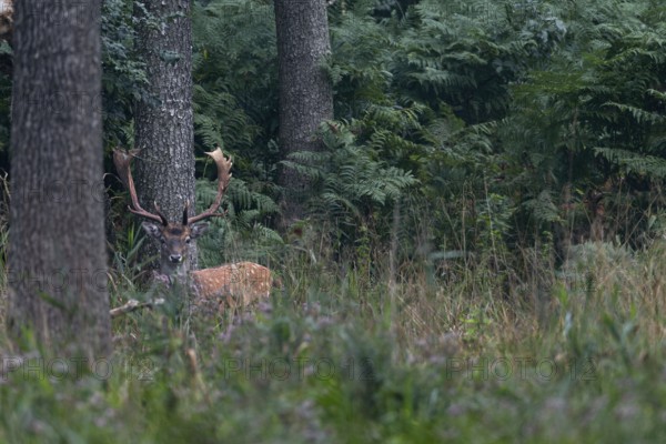 The photo shows the difficulties of photographing fallow deer (Dama dama) in such an environment, after a few steps they have disappeared into the bracken thicket, Feistzeit, Germany