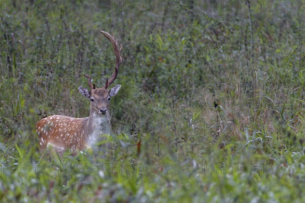 This fallow deer (Dama dama) grows interesting antlers, in technical jargon such a headdress is called abnormal, Feistzeit, Germany