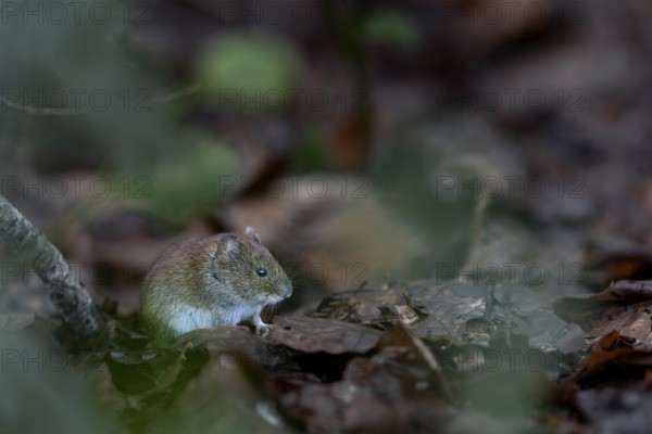 Many food scraps collect under a tit dumpling, the bank vole (Myodes glareolus) cannot resist the offer, vector, hantavirus, Germany