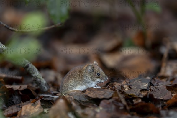The bank vole (Myodes glareolus) rarely eats directly at the feeding site, it eats in a safe place, vector, hantavirus, Germany