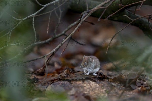 Red-backed vole (Myodes glareolus) searches for food among the foliage, the branches offer it some protection from aerial predators, vector, hantavirus, Germany