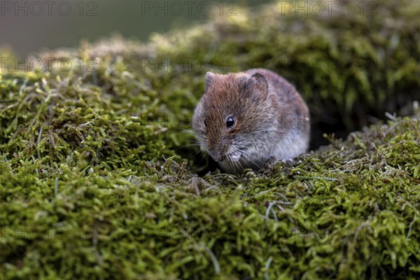 A bank vole (Myodes glareolus) eats the food offered directly on the branch, vector, hantavirus, Germany