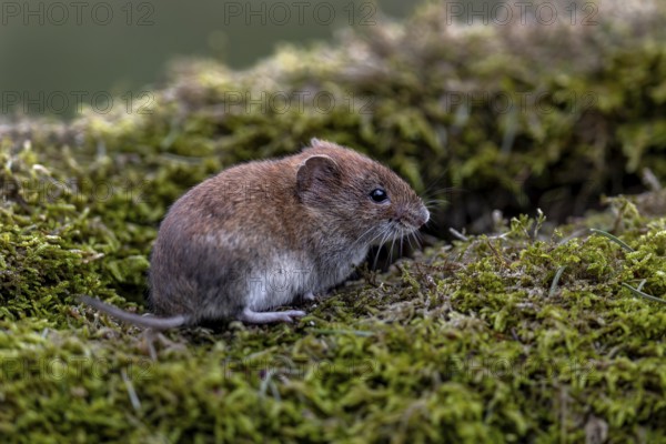 The bank vole (Myodes glareolus) is about to disappear into the crevice behind it and enjoy the food on offer, vector, hantavirus, Germany