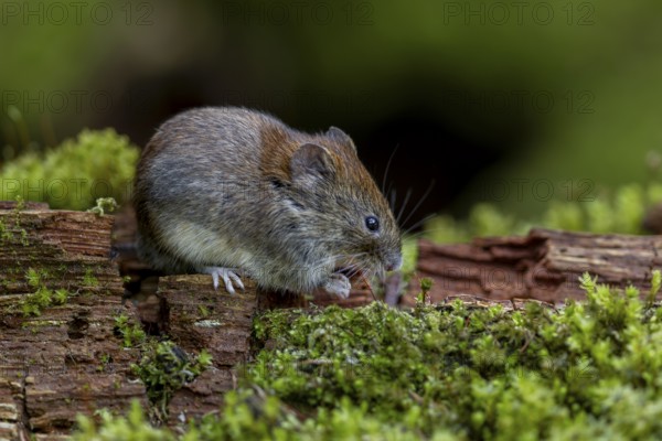 It is amazing how trusting the bank voles (Myodes glareolus) become at the feeding place, they walk around between your feet and even sit on your shoes to eat, carrier, hantavirus, Germany