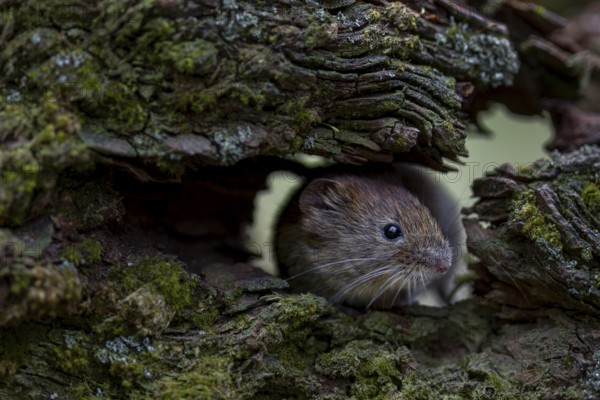 The bank vole (Myodes glareolus) looks curiously out of a tree root, vector, hantavirus, Germany