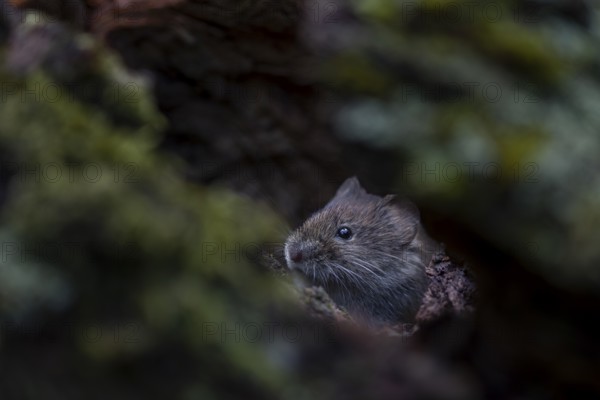 The bank vole (Myodes glareolus) looks attentively from inside the tree root, vector, hantavirus, Germany