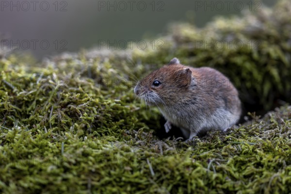 An alert bank vole (Myodes glareolus) on a moss-covered branch, vector, hantavirus, Germany