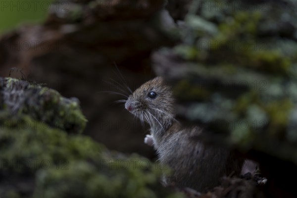 A bank vole (Myodes glareolus) searches for food in a tree root, it is also called forest vole, vector, hantavirus, Germany
