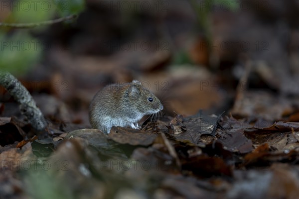The bank vole (Myodes glareolus) waits motionless in the same place for a few seconds before scurrying off to feed, vector, hantavirus, Germany