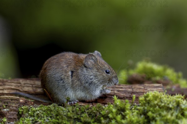 The feeding area, which was only created for small rodents, is perfectly accepted by the bank voles (Myodes glareolus), vector, hantavirus, Germany