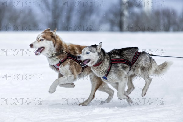 Husky dog sled racing