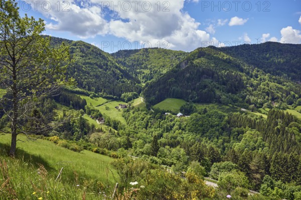 Simonswäldertal drFrühjahrslaub, eitälerblick, landscape photography, hills, hilly landscape, coniferous forest, trees, meadow, homesteads, bird's eye view, elevated perspective, cloud shadow, blue sky, cumulus clouds, L173, Simonswald, Black Forest, Emmendingen district, Baden-Württemberg, Germany