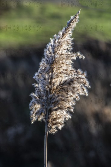 Seedhead of common reed (Phragmites communis) at a creek in winter in Ystad municipality, Skåne county, Sweden, Scandinavia