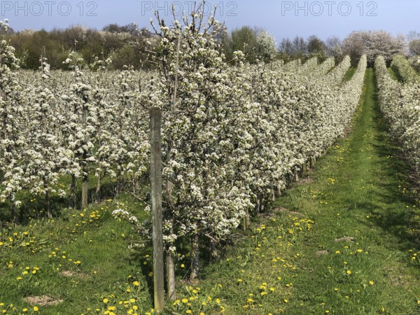 Flowering apple tree in orchard in Kivik, Simrishamn municipality, Skåne County, Sweden, Scandinavia