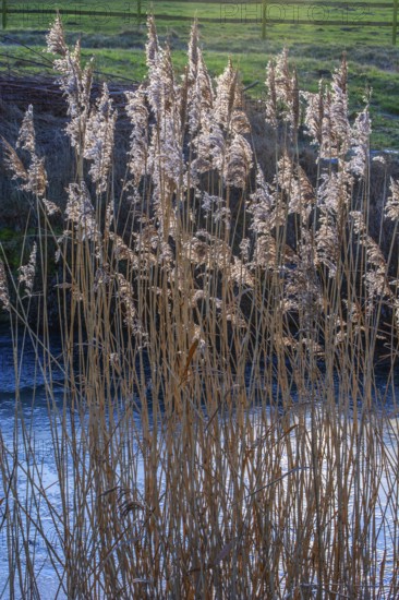 Common reed (Phragmites communis) at a creek in winter in Ystad municipality, Skåne county, Sweden, Scandinavia