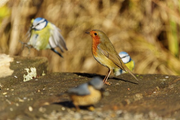 A robin and two blue tits on a tree trunk, robin (Erithacus rubecula) wildlife, Germany