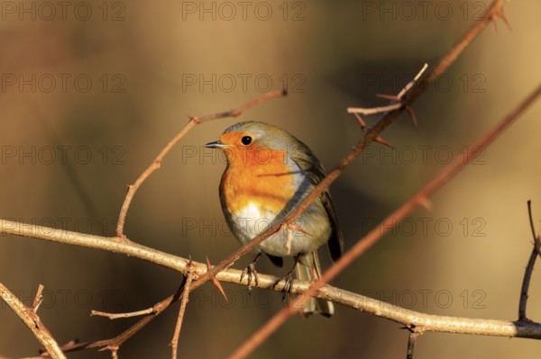 A robin sitting on a prickly branch in autumn light, Robin (Erithacus rubecula) wildlife, Germany