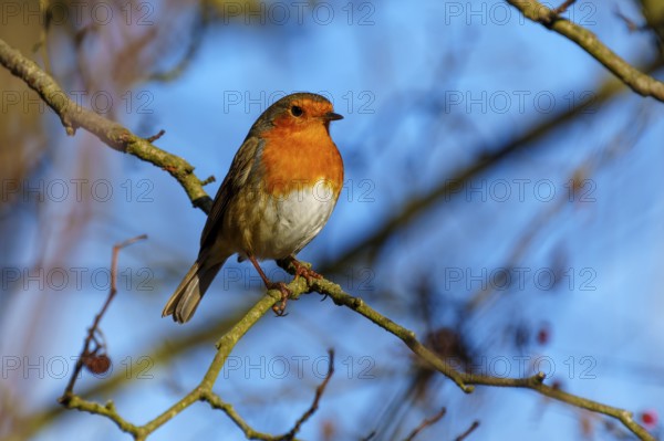 A robin sitting on a branch against a blue sky, Robin (Erithacus rubecula) wildlife, Germany