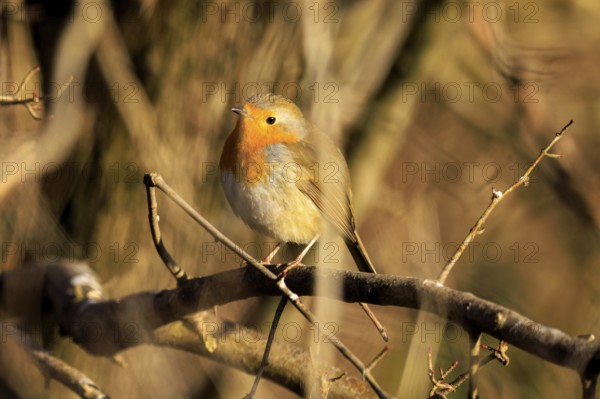 A robin sitting on a branch in warm light, Robin (Erithacus rubecula) wildlife, Germany