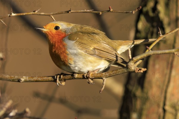 Close-up of a robin sitting on a branch, Robin (Erithacus rubecula) wildlife, Germany