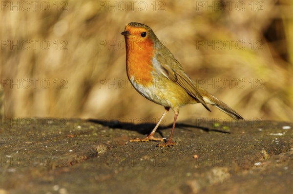 A robin standing upright on a tree trunk, Robin (Erithacus rubecula) wildlife, Germany