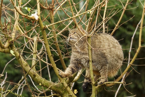 A cat examines its surroundings on a tree, wild cat (Felis silvestris), Germany
