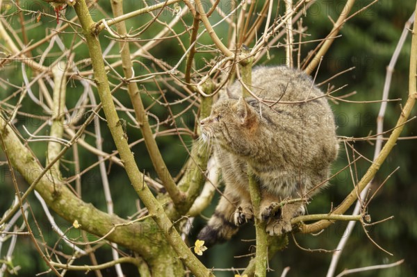 A cat sits attentively in a tree between the branches, wild cat (Felis silvestris), Germany