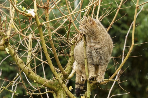 A cat climbing in a tree surrounded by numerous branches, wildcat (Felis silvestris), Germany