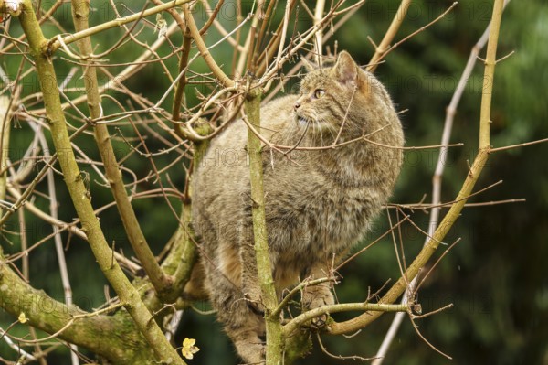 A brown cat climbing skilfully in a bare tree, wild cat (Felis silvestris), Germany