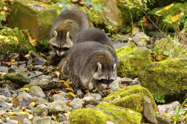 Three raccoons running over stony ground in autumn forest, raccoon (Procyon lotor), Germany