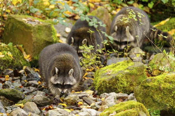 A group of raccoons in an autumnal forest with moss and stones, raccoon (Procyon lotor), Germany