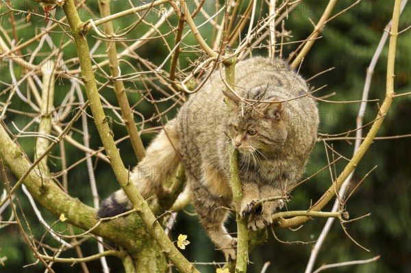 A cat moves carefully on the branches of a tree, wild cat (Felis silvestris), Germany