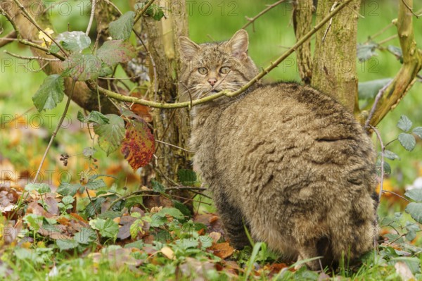 A brown cat sits between trees on leaves and looks attentively, wild cat (Felis silvestris), Germany