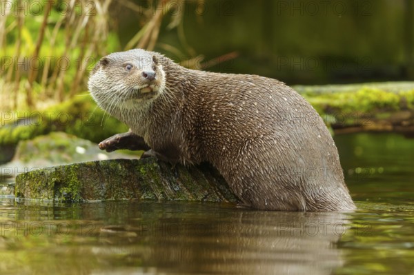 An otter climbs on a moss-covered stone in the water in its natural environment, European otter (Lutra lutra), Germany