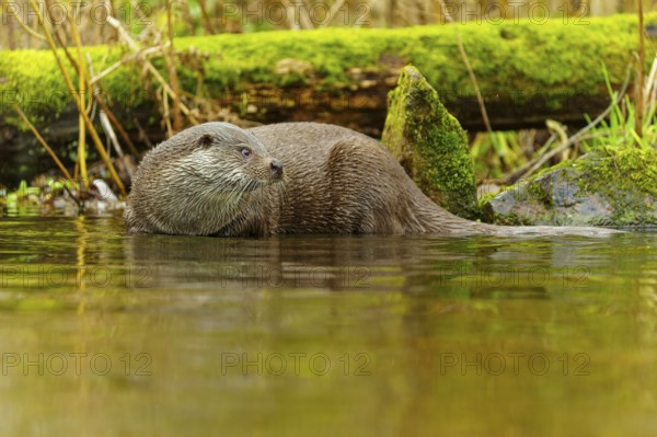 An otter swimming in a river, surrounded by moss-covered tree trunks in a natural environment, European otter (Lutra lutra), Germany